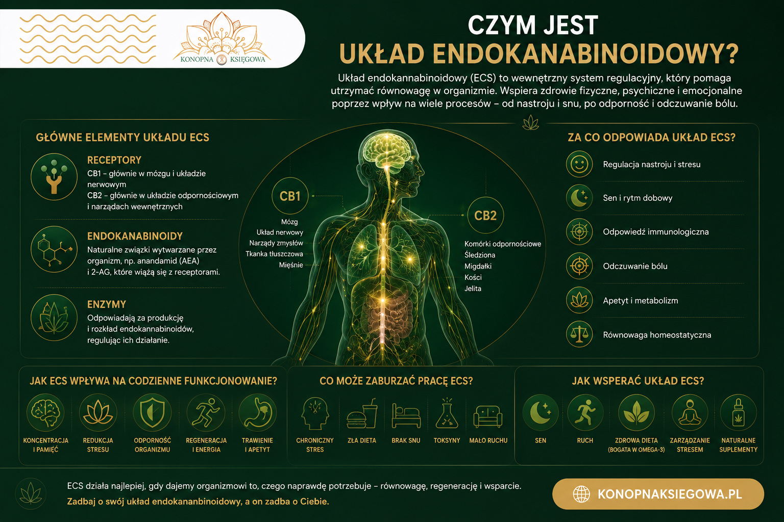 Układ endokannabinoidowy: naturalne wsparcie dla zapracowanych przedsiębiorców